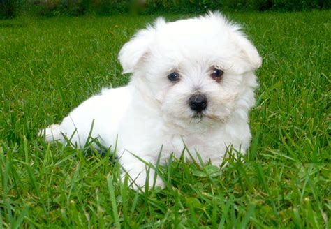 chenil bichon maltais|élevage bichon malais.